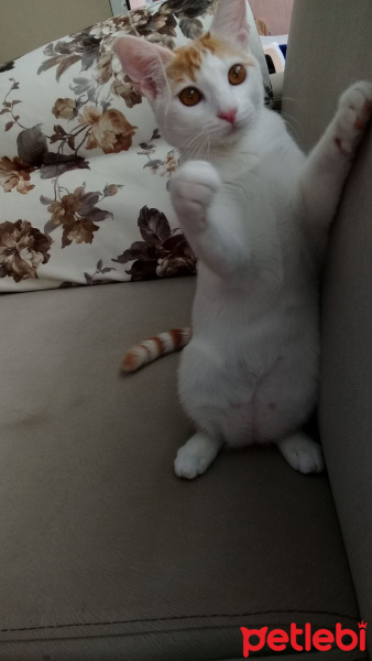 Tekir Kedi, Kedi  Yumak fotoğrafı