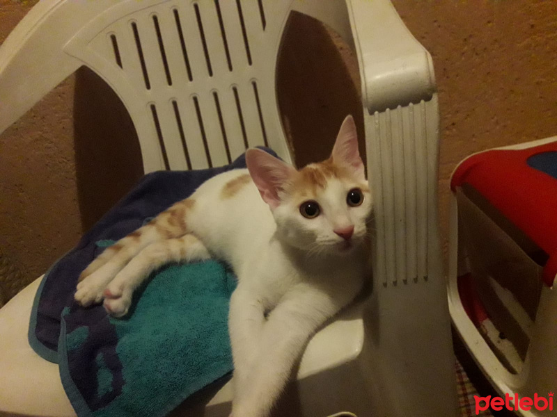 Tekir Kedi, Kedi  Yumak fotoğrafı