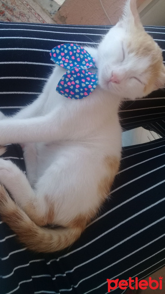 Tekir Kedi, Kedi  Yumak fotoğrafı