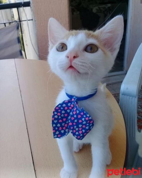 Tekir Kedi, Kedi  Yumak fotoğrafı