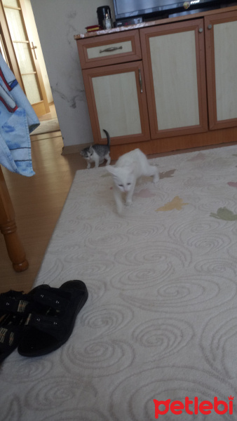 Ankara Kedisi, Kedi  İnci fotoğrafı