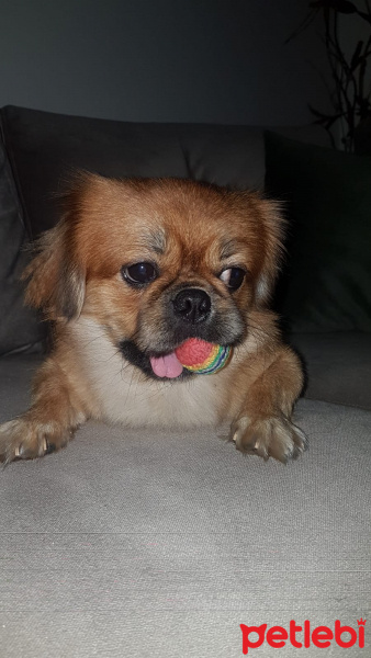 Pekingese, Köpek  pasha fotoğrafı