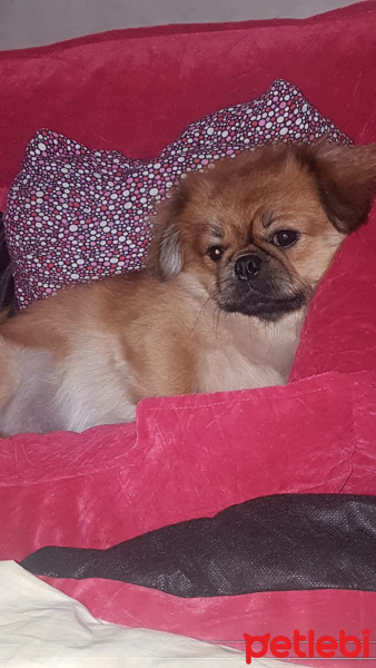 Pekingese, Köpek  pasha fotoğrafı