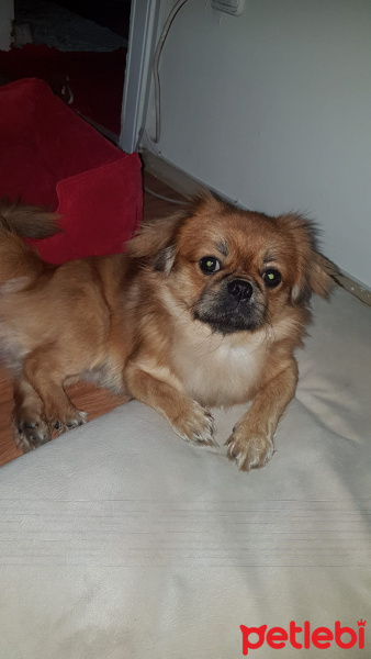 Pekingese, Köpek  pasha fotoğrafı