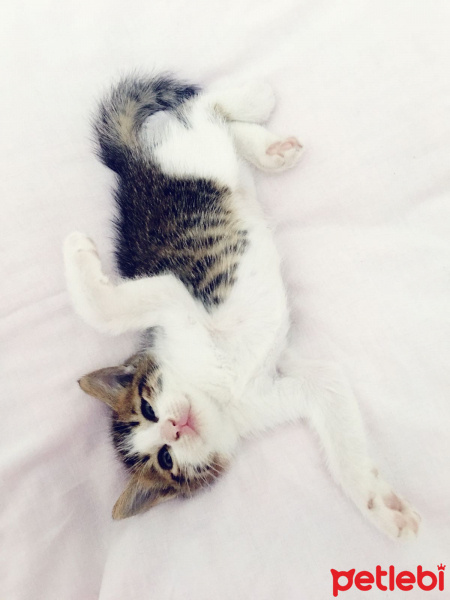 Tekir Kedi, Kedi  Kedi fotoğrafı