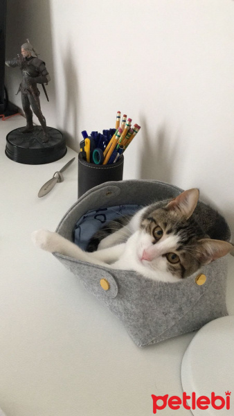 Tekir Kedi, Kedi  Kedi fotoğrafı