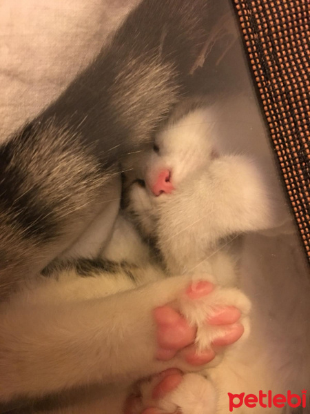 Tekir Kedi, Kedi  Kedi fotoğrafı