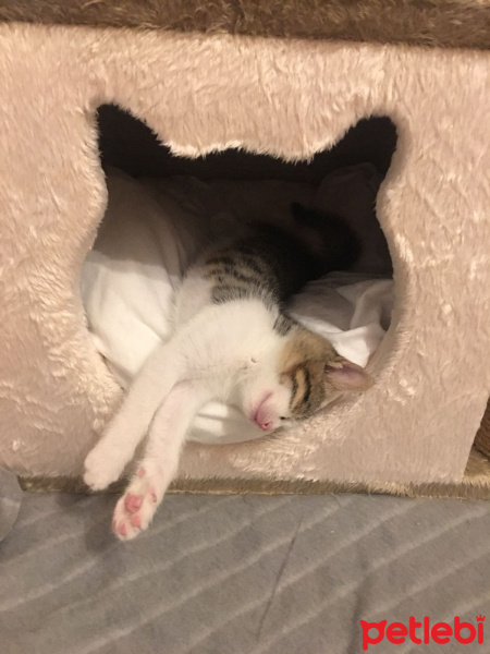 Tekir Kedi, Kedi  Kedi fotoğrafı