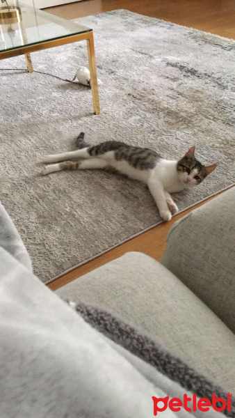 Tekir Kedi, Kedi  Kedi fotoğrafı