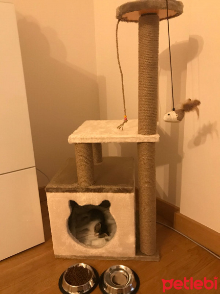 Tekir Kedi, Kedi  Kedi fotoğrafı