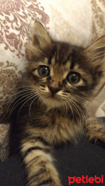 Tekir Kedi, Kedi  Duman fotoğrafı