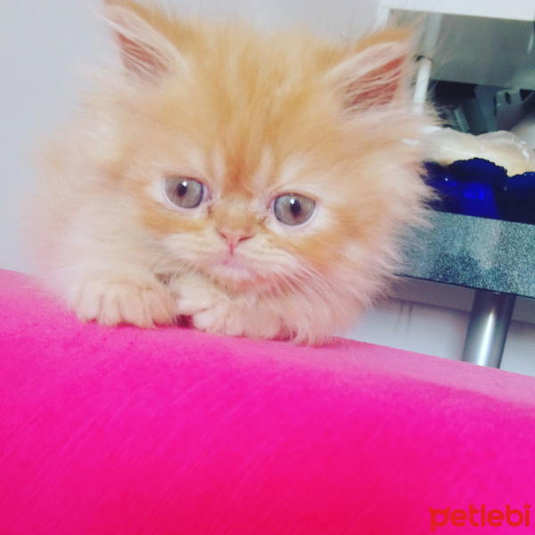 İran Kedisi (Persian), Kedi  Lolita fotoğrafı