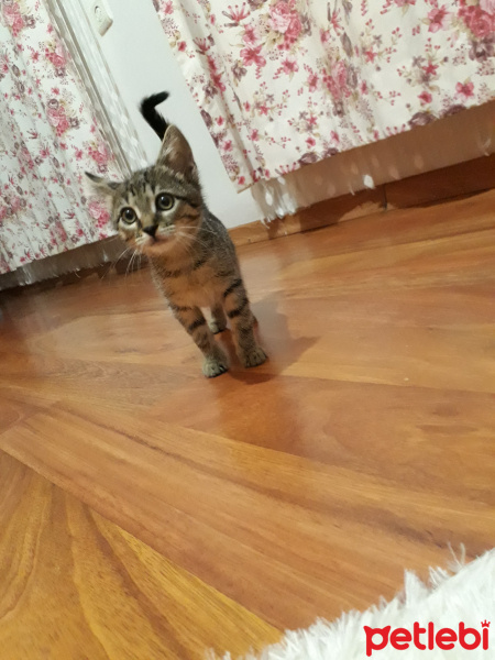 Tekir Kedi, Kedi  Tekir kedi fotoğrafı