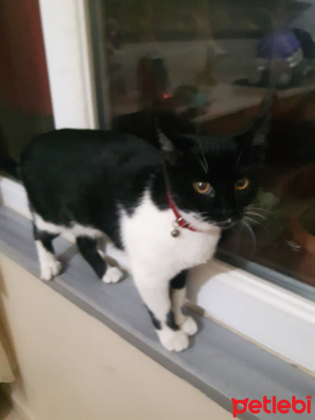 Tekir Kedi, Kedi  Karanfil fotoğrafı