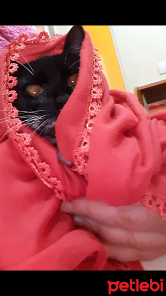 Tekir Kedi, Kedi  Karanfil fotoğrafı