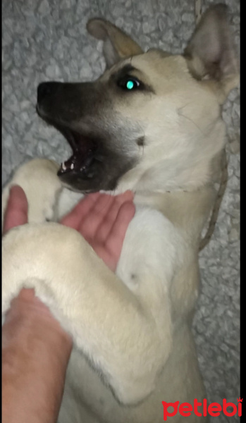 Kangal, Köpek  Boncuk fotoğrafı