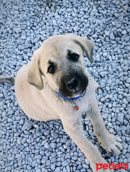 Kangal, Köpek  Boncuk fotoğrafı