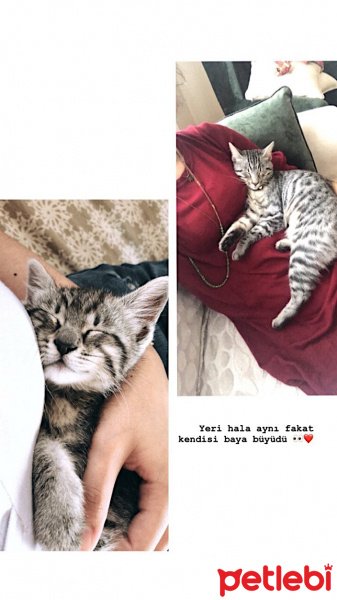 Tekir Kedi, Kedi  Lena fotoğrafı