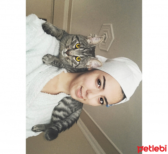 Tekir Kedi, Kedi  Lena fotoğrafı