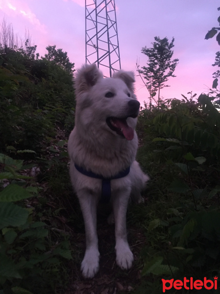 Samoyed, Köpek  Prens fotoğrafı