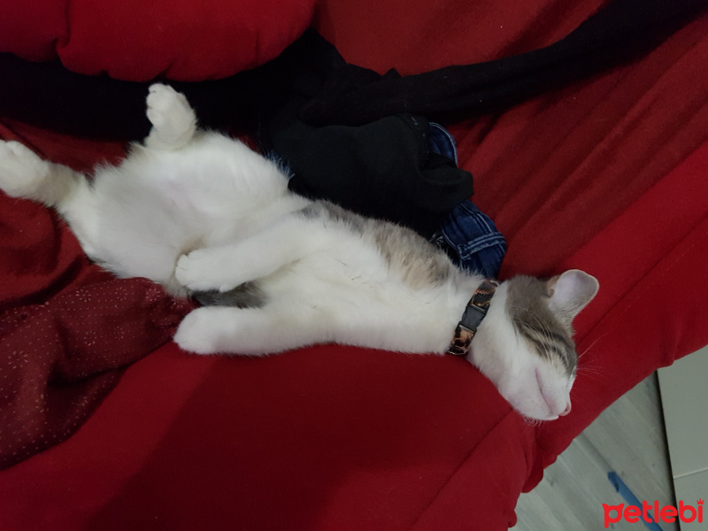Tekir Kedi, Kedi  ilgi fotoğrafı