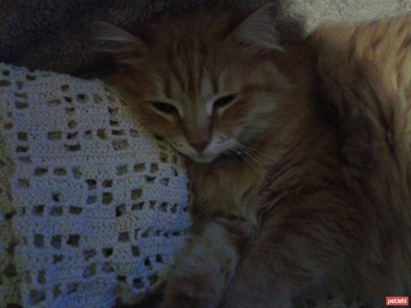 Cymric, Kedi  Monika fotoğrafı