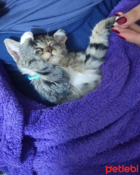 Tekir Kedi, Kedi  Yamut fotoğrafı