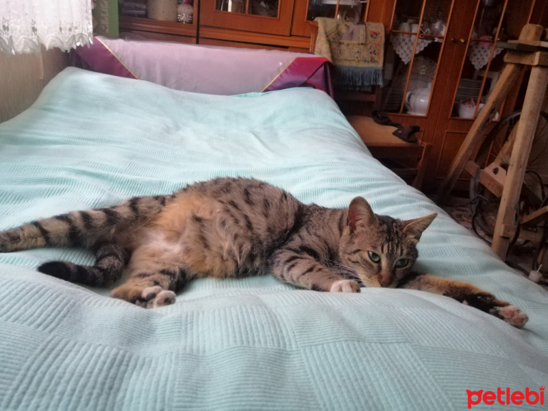 Tekir Kedi, Kedi  Yamut fotoğrafı