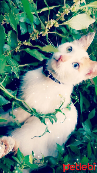 Van Kedisi, Kedi  MERCAN fotoğrafı