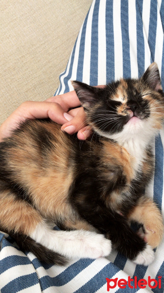Tekir Kedi, Kedi  Kaju fotoğrafı