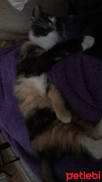 Tekir Kedi, Kedi  Kaju fotoğrafı