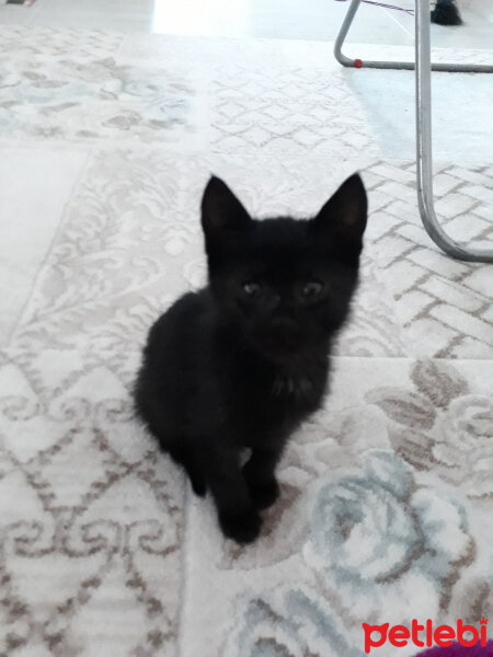 Tekir Kedi, Kedi  Puki fotoğrafı