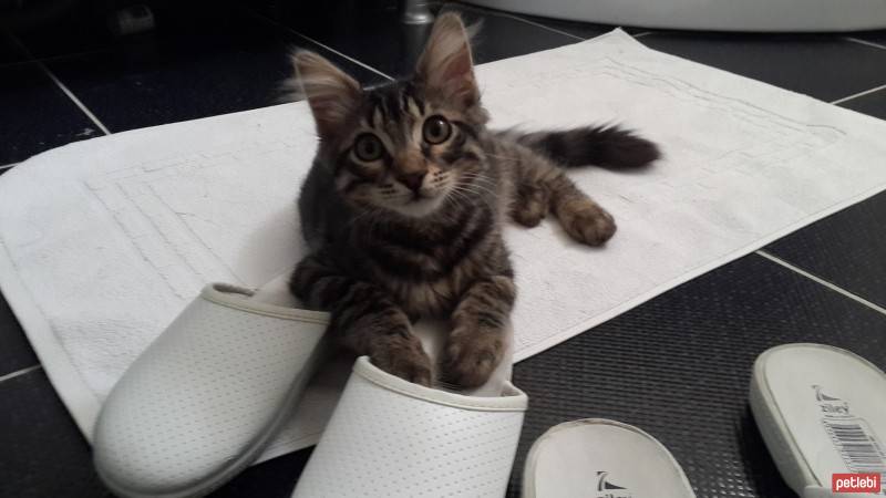 Tekir Kedi, Kedi  leo fotoğrafı