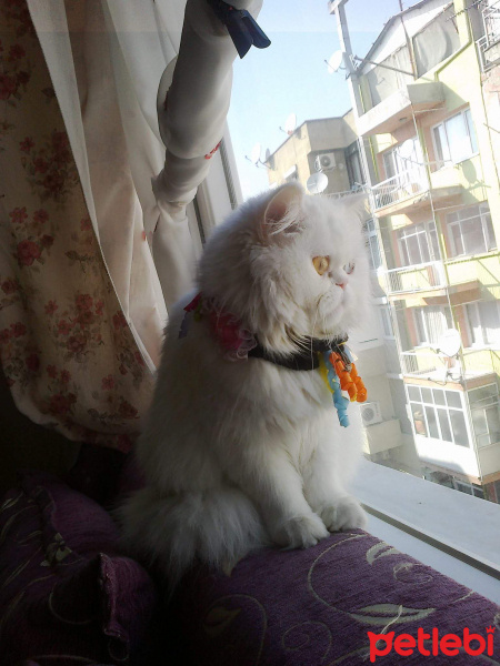 İran Kedisi (Persian), Kedi  İnci fotoğrafı