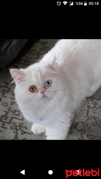 İran Kedisi (Persian), Kedi  İnci fotoğrafı