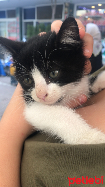 Tekir Kedi, Kedi  Baileys fotoğrafı