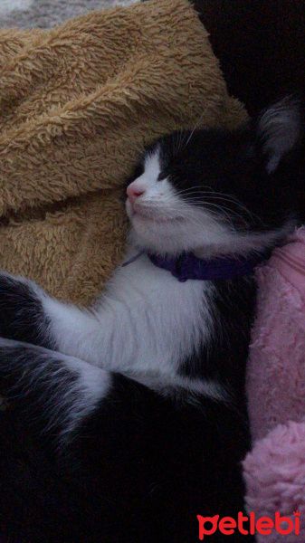 Tekir Kedi, Kedi  Baileys fotoğrafı