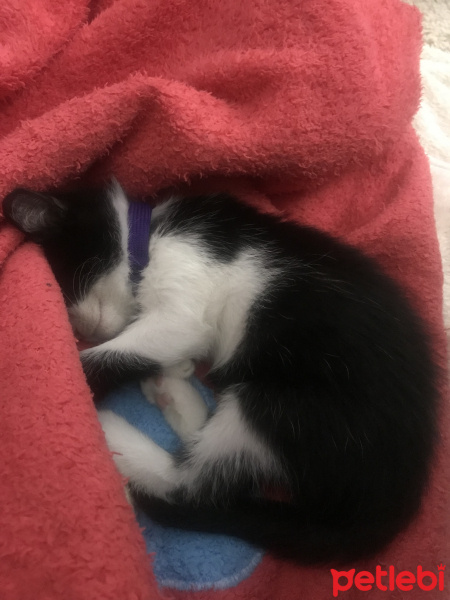 Tekir Kedi, Kedi  Baileys fotoğrafı