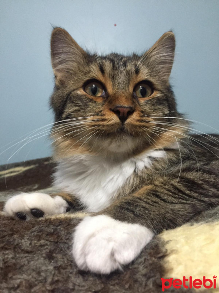 Tekir Kedi, Kedi  Püskül fotoğrafı