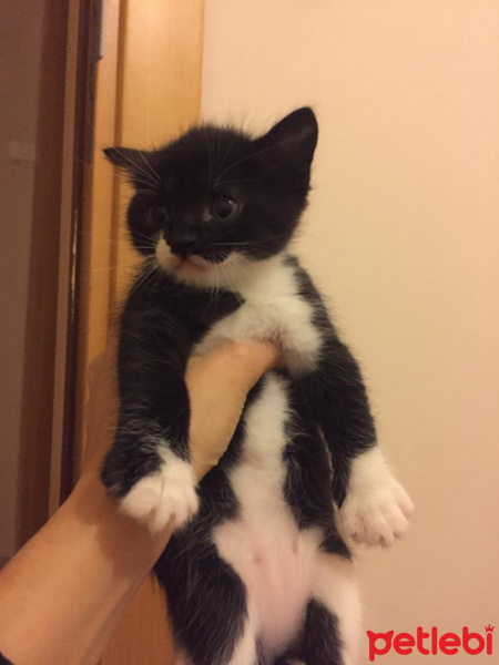 Tekir Kedi, Kedi  Shadow fotoğrafı