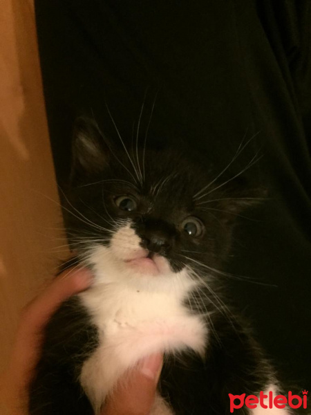 Tekir Kedi, Kedi  Shadow fotoğrafı