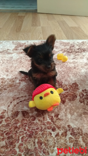 Yorkshire Terrier, Köpek  Lily fotoğrafı
