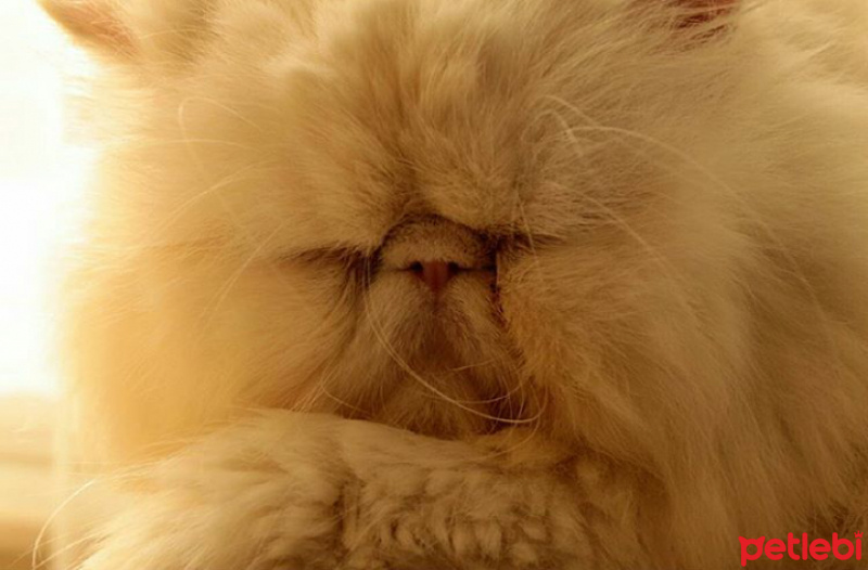 İran Kedisi (Persian), Kedi  Mösyö fotoğrafı