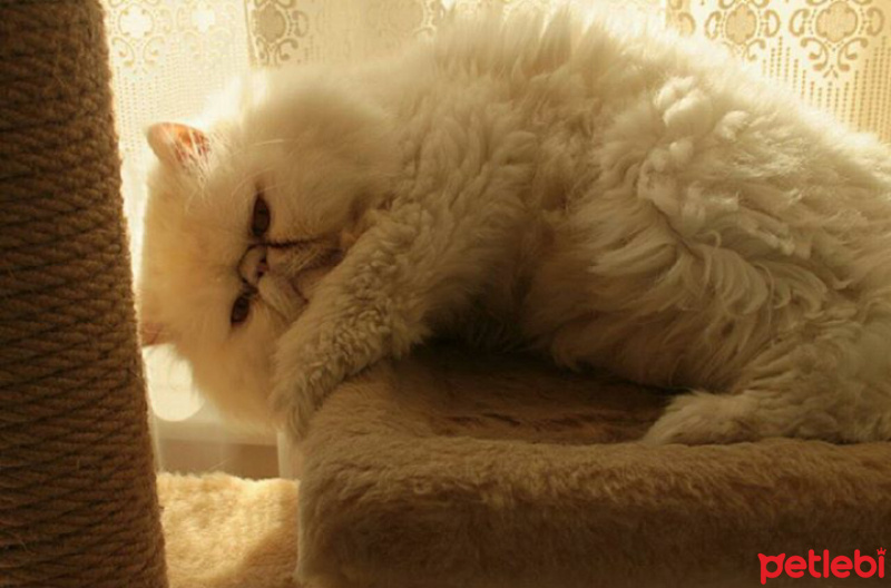 İran Kedisi (Persian), Kedi  Mösyö fotoğrafı