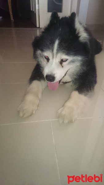 Alaskan Malamute, Köpek  ICE fotoğrafı