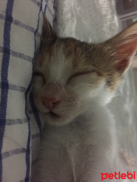 Tekir Kedi, Kedi  Likör fotoğrafı