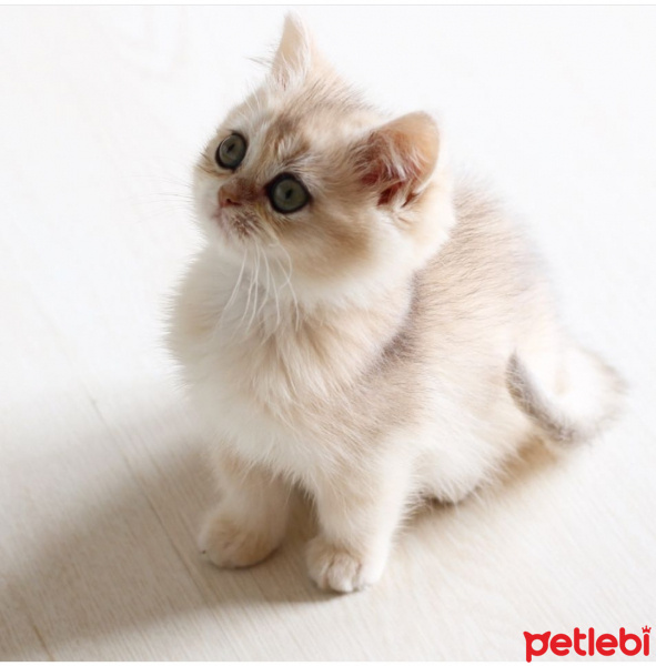 British Shorthair, Kedi  ismi yok fotoğrafı