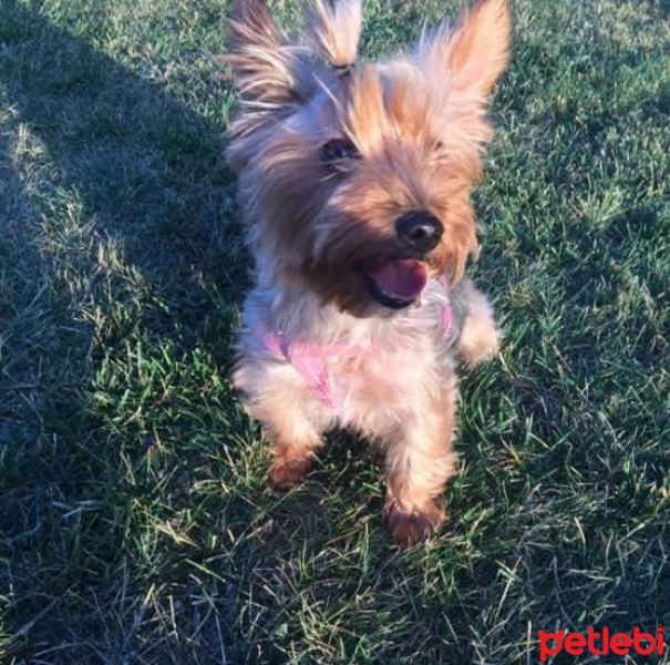 Yorkshire Terrier, Köpek  Prens fotoğrafı