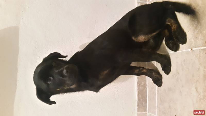 Labrador Retriever, Köpek  Asya fotoğrafı