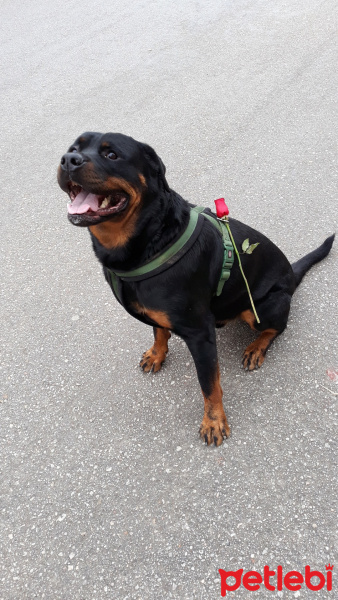 Rottweiler, Köpek  Taygan & fotoğrafı